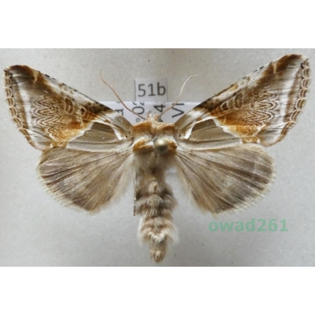 Habrosyne pyritoides (Hufnagel, 1766) Pluszówka agatka Czech51b